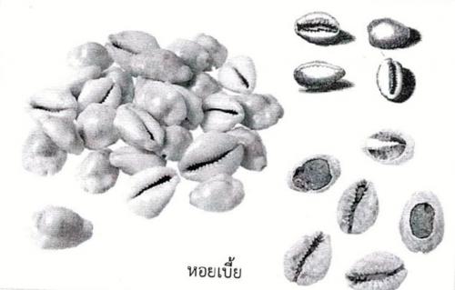 หอยเบี้ย..จากทะเลสู่เงินตราสยาม.jpg